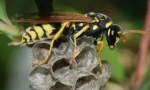 WASP v dome: Ako sa zbaviť dôvodov ich vzhľadu
